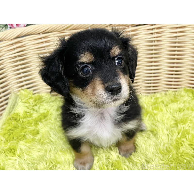 成約済の秋田県のチワックス:チワワ×ミニチュアダックスフンド-424779の8枚目