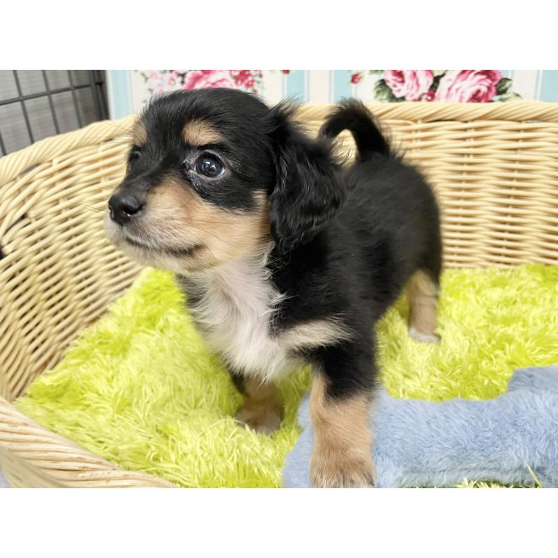 成約済の秋田県のチワックス:チワワ×ミニチュアダックスフンド-424779の7枚目