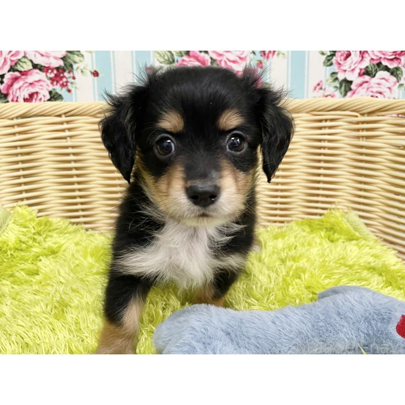 成約済の秋田県のチワックス:チワワ×ミニチュアダックスフンド-424779の6枚目