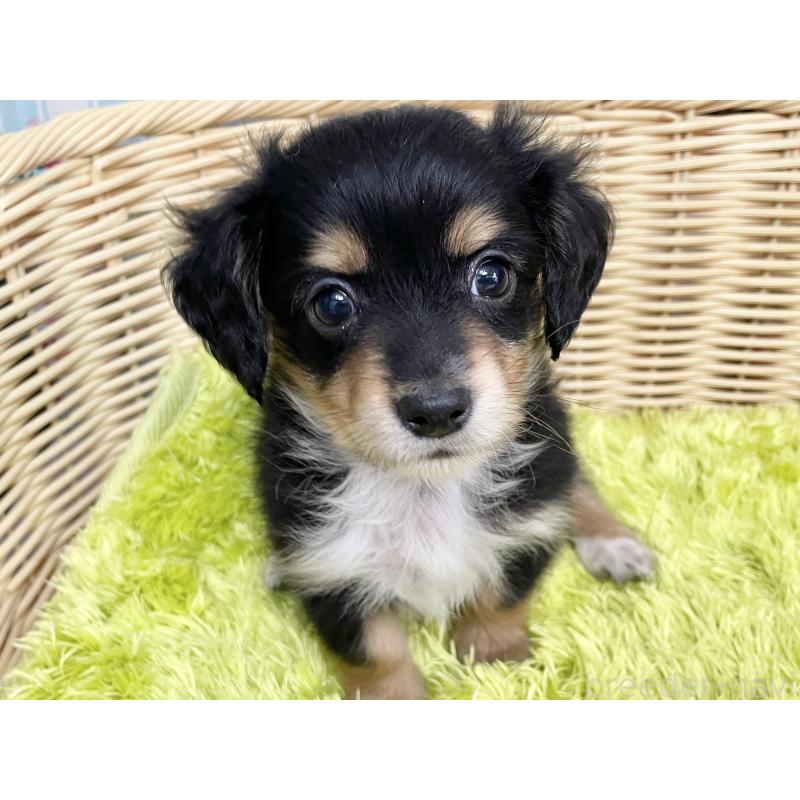 成約済の秋田県のチワックス:チワワ×ミニチュアダックスフンド-424779の5枚目