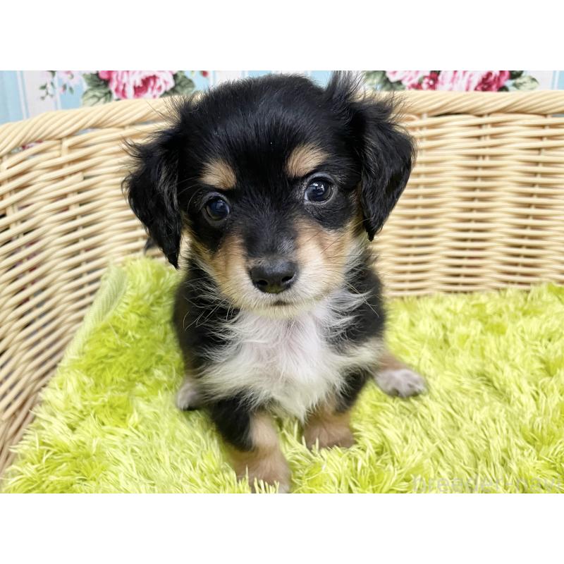 成約済の秋田県のチワックス:チワワ×ミニチュアダックスフンド-424779の4枚目