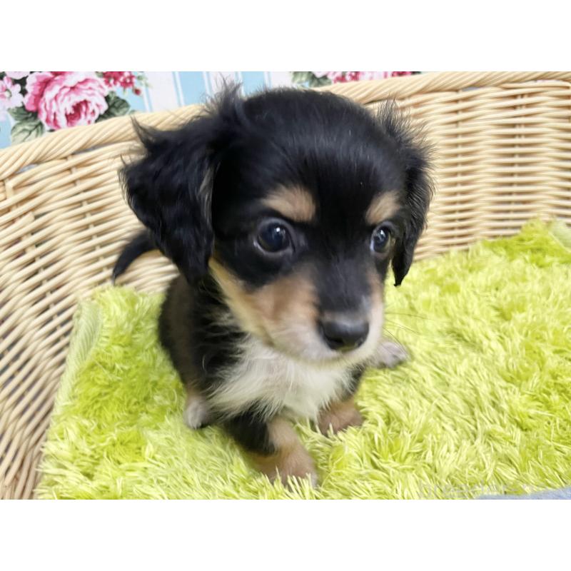 成約済の秋田県のチワックス:チワワ×ミニチュアダックスフンド-424779の3枚目