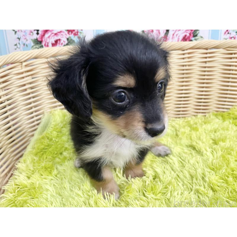 成約済の秋田県のチワックス:チワワ×ミニチュアダックスフンド-424779の2枚目