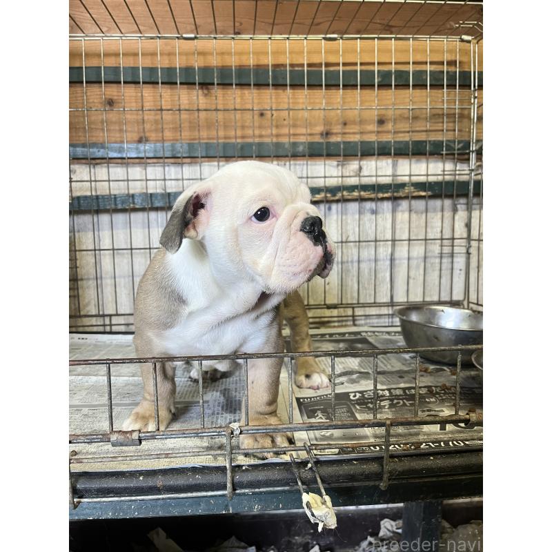 販売中の大分県のブルドッグ-426707の1枚目