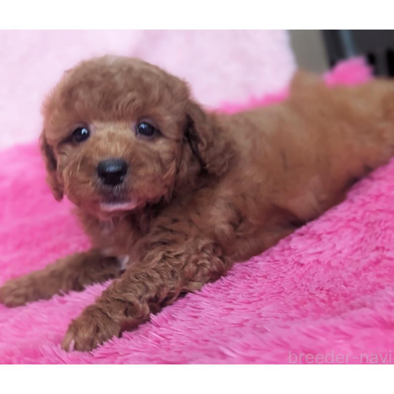 販売中の静岡県のトイプードル-426708の10枚目