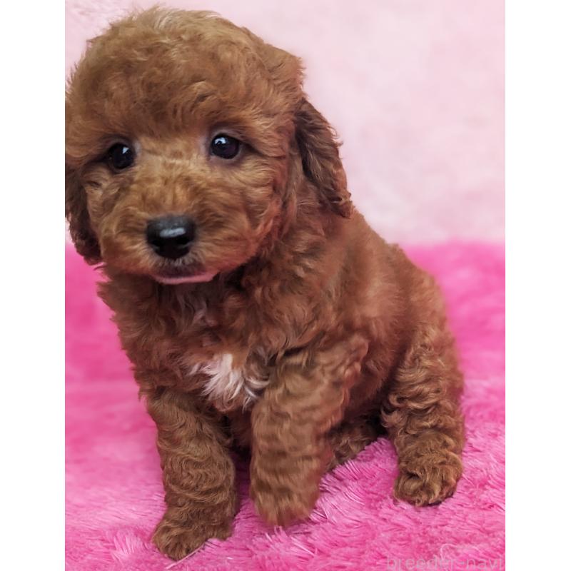 販売中の静岡県のトイプードル-426708の9枚目