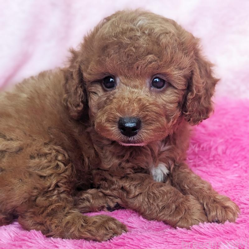 販売中の静岡県のトイプードル-426708の8枚目