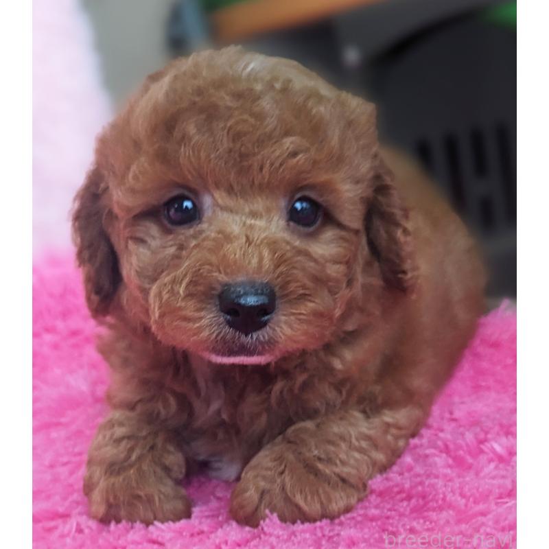 販売中の静岡県のトイプードル-426708の7枚目