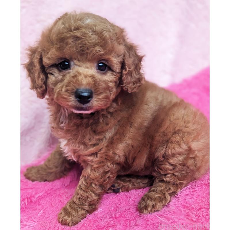 販売中の静岡県のトイプードル-426708の6枚目