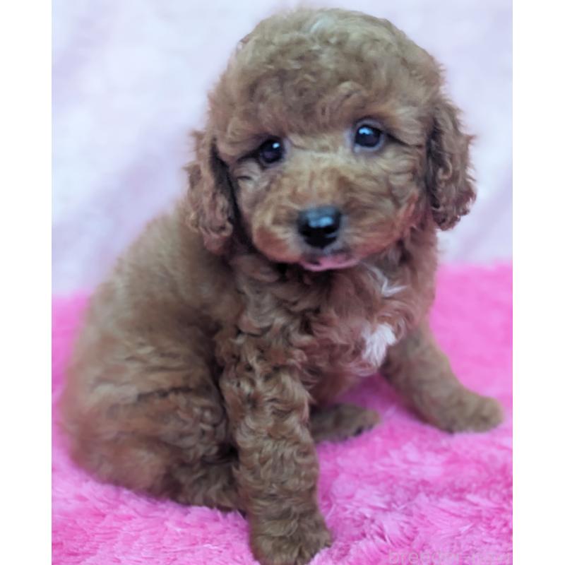 販売中の静岡県のトイプードル-426708の4枚目