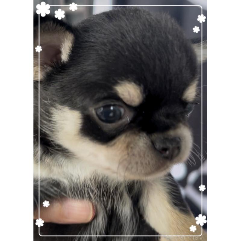 販売中の東京都のチワワ(スムースコート)-426711の1枚目