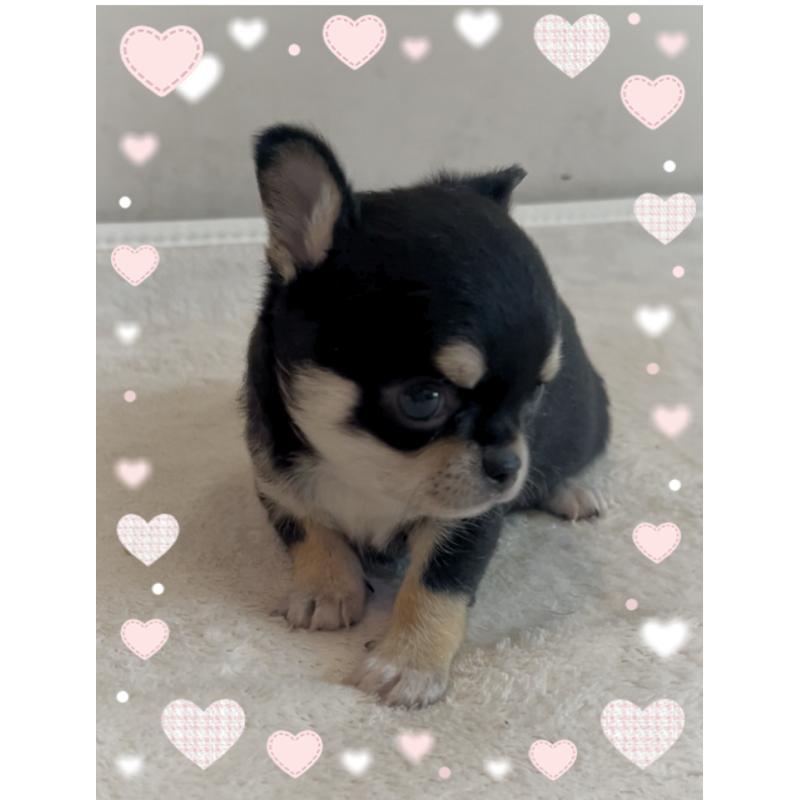 販売中の東京都のチワワ(スムースコート)-426711の10枚目