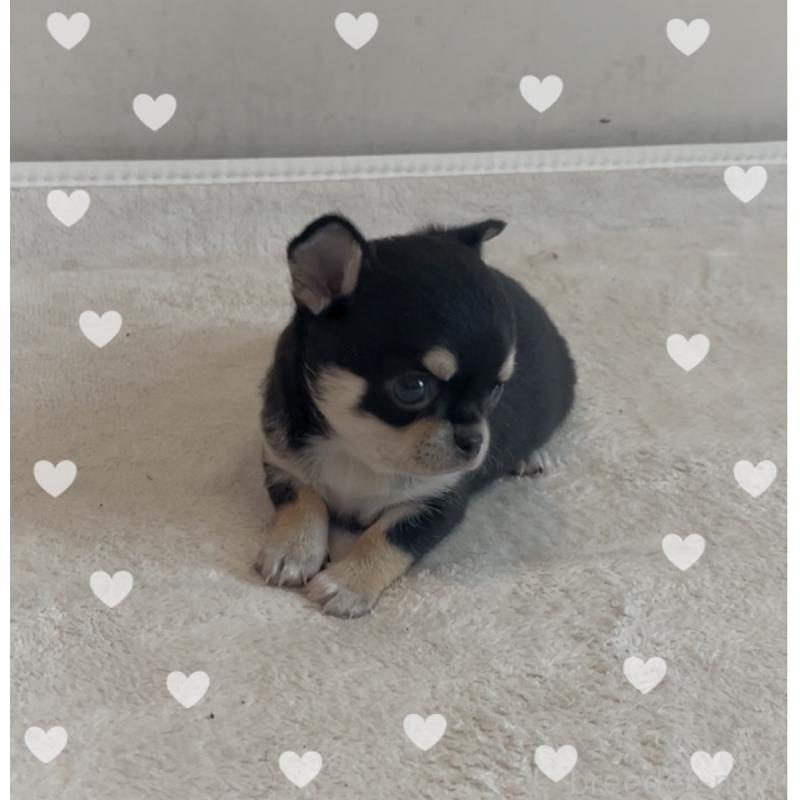 販売中の東京都のチワワ(スムースコート)-426711の9枚目