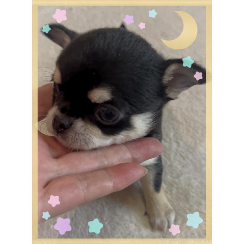 販売中の東京都のチワワ(スムースコート)-426711の8枚目