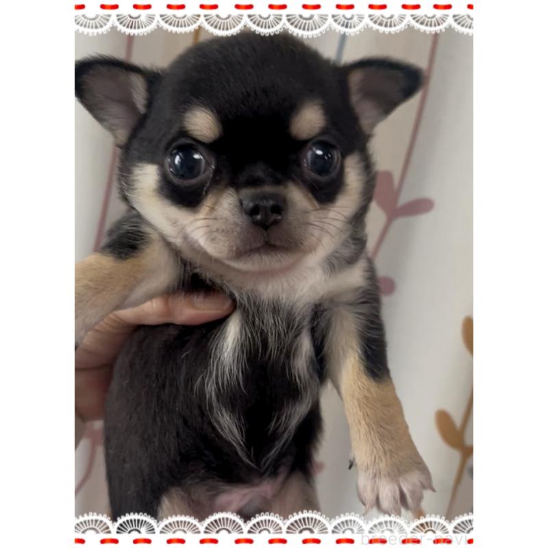 販売中の東京都のチワワ(スムースコート)-426711の7枚目