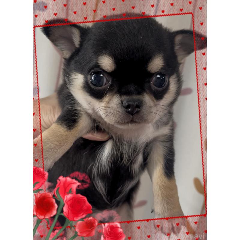 販売中の東京都のチワワ(スムースコート)-426711の6枚目