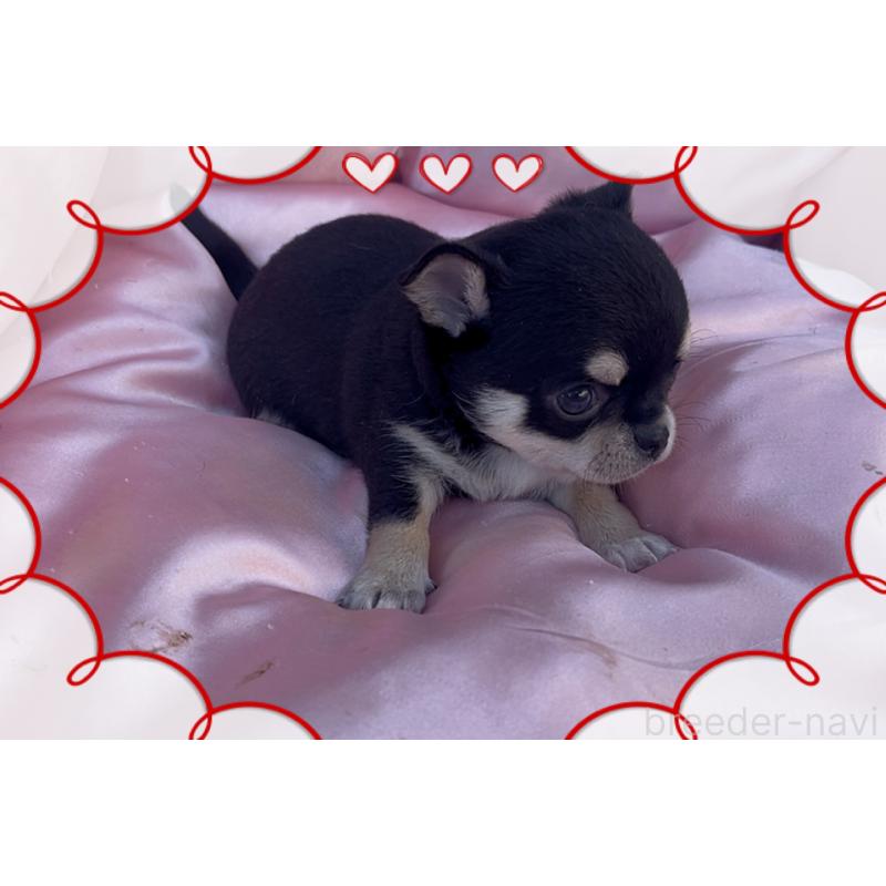 販売中の東京都のチワワ(スムースコート)-426711の5枚目