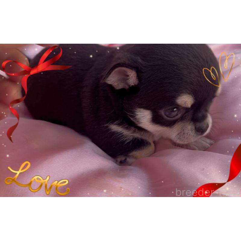 販売中の東京都のチワワ(スムースコート)-426711の4枚目