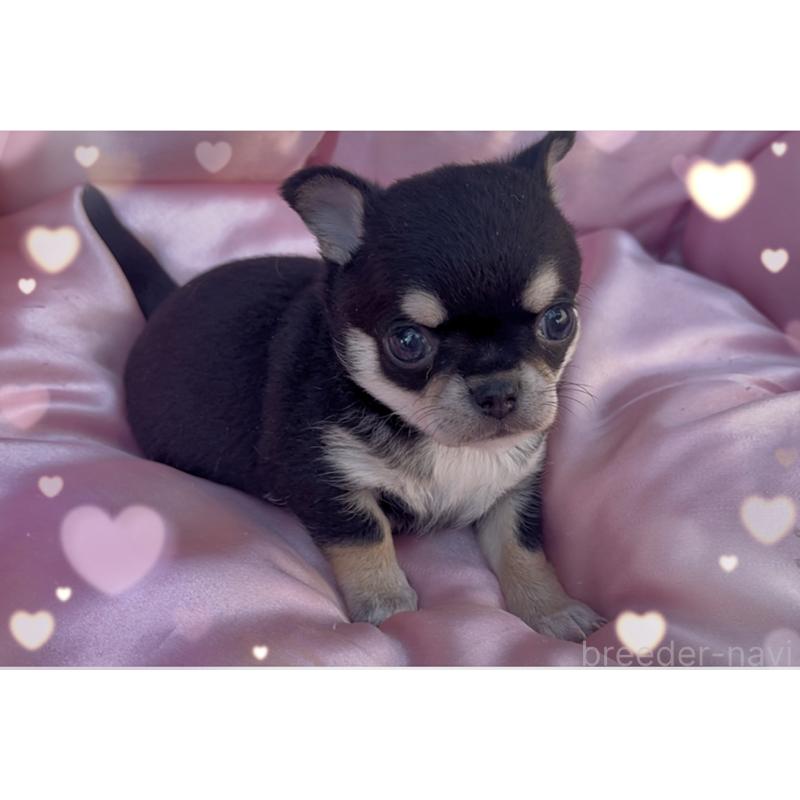 販売中の東京都のチワワ(スムースコート)-426711の3枚目