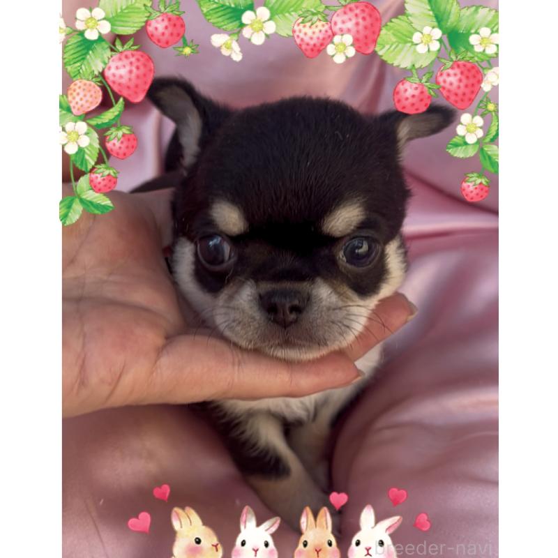 販売中の東京都のチワワ(スムースコート)-426711の2枚目