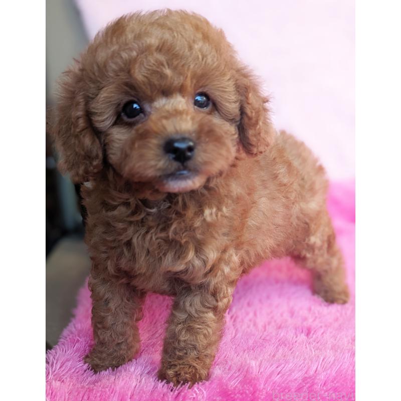 販売中の静岡県のトイプードル-426709の8枚目