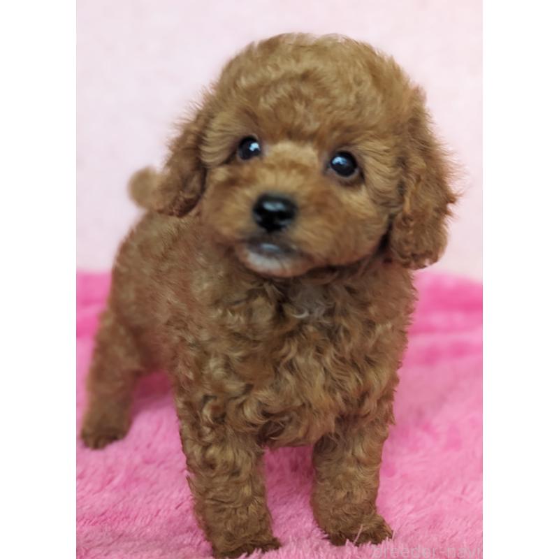 販売中の静岡県のトイプードル-426709の7枚目