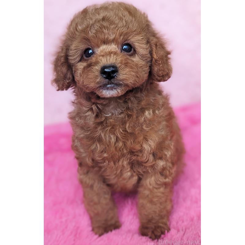 販売中の静岡県のトイプードル-426709の6枚目