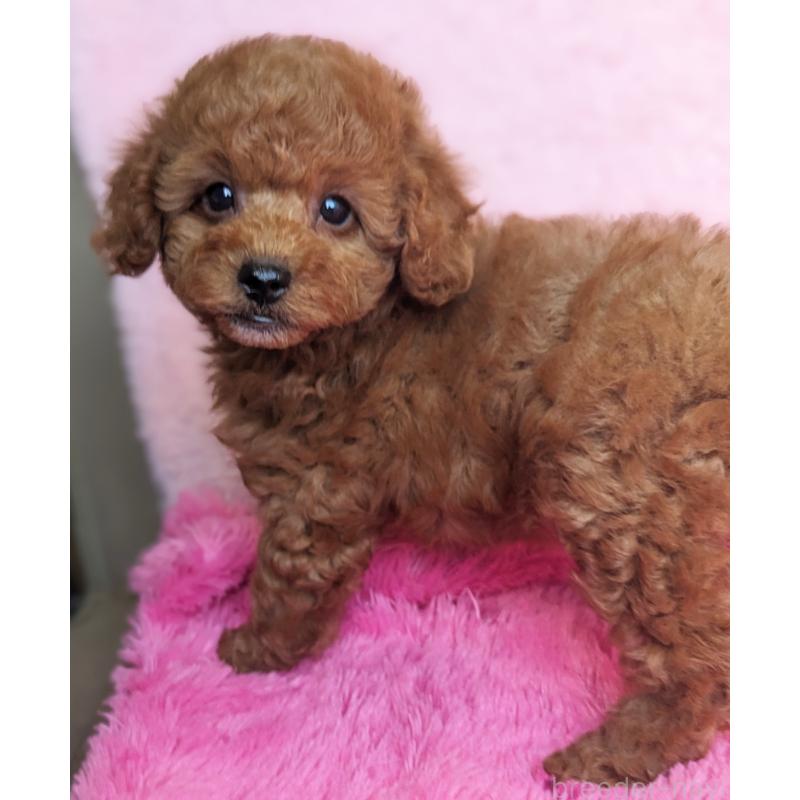 販売中の静岡県のトイプードル-426709の5枚目