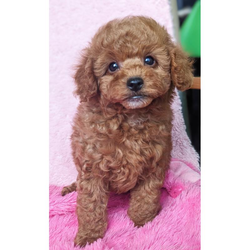 販売中の静岡県のトイプードル-426709の4枚目