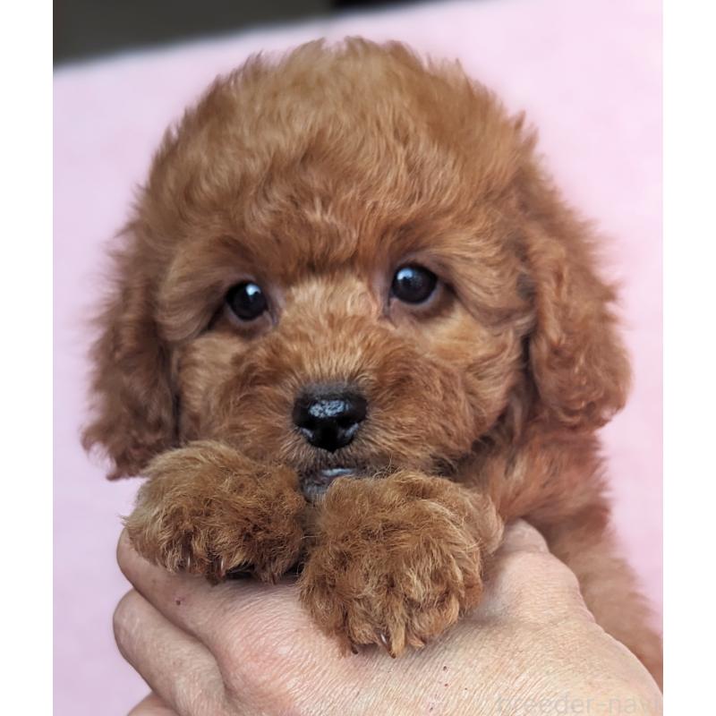 販売中の静岡県のトイプードル-426709の3枚目