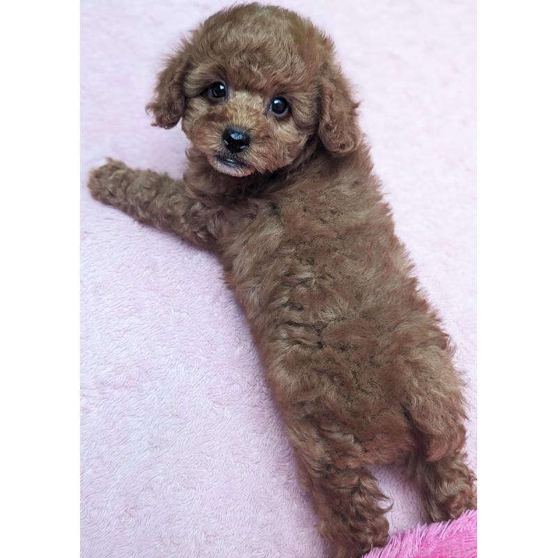 販売中の静岡県のトイプードル-426709の2枚目