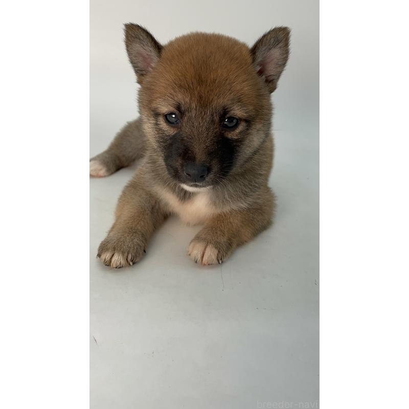 成約済の千葉県の柴犬-426717の13枚目