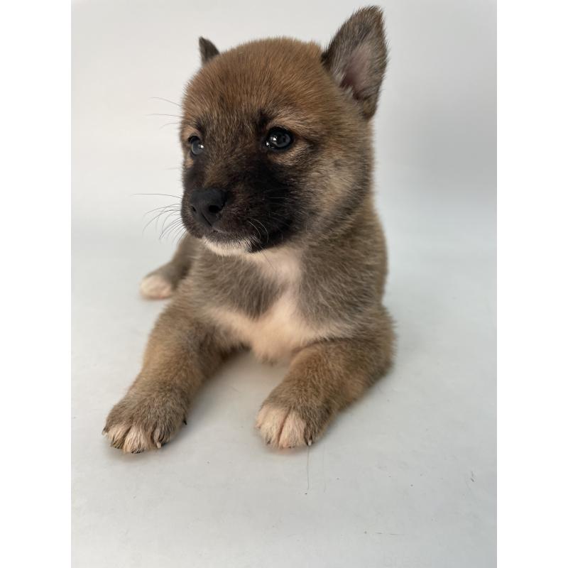 成約済の千葉県の柴犬-426717の11枚目