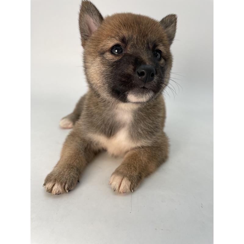 成約済の千葉県の柴犬-426717の10枚目