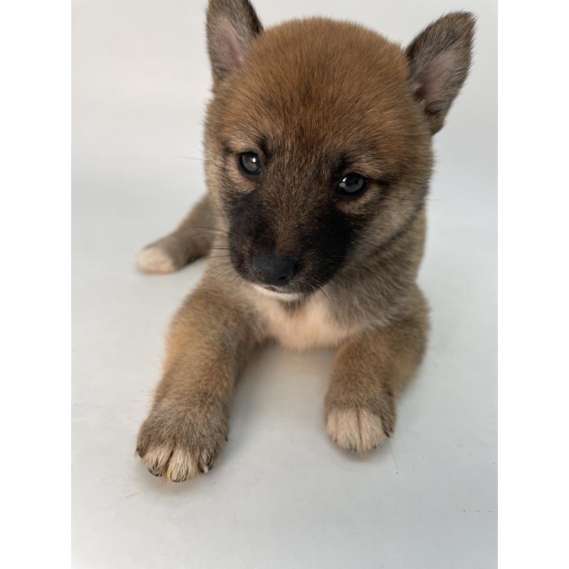 成約済の千葉県の柴犬-426717の9枚目