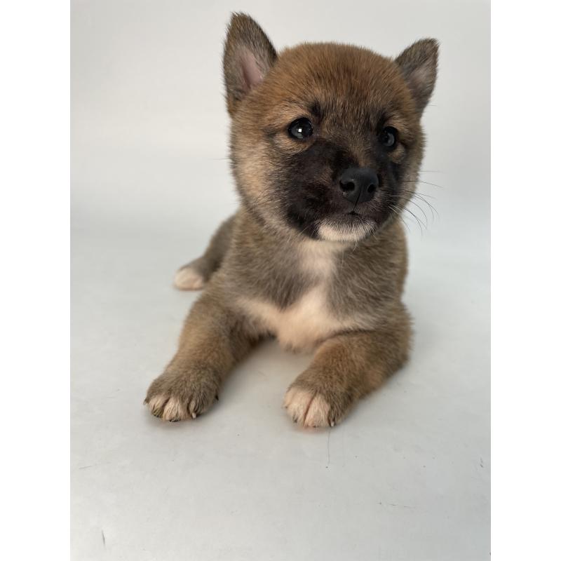 成約済の千葉県の柴犬-426717の8枚目