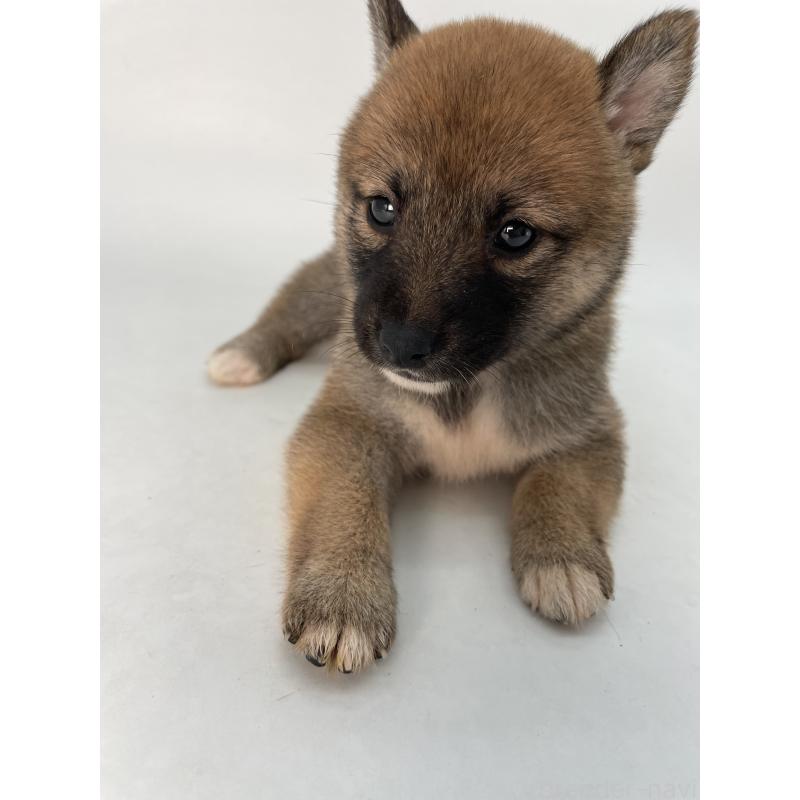 成約済の千葉県の柴犬-426717の7枚目