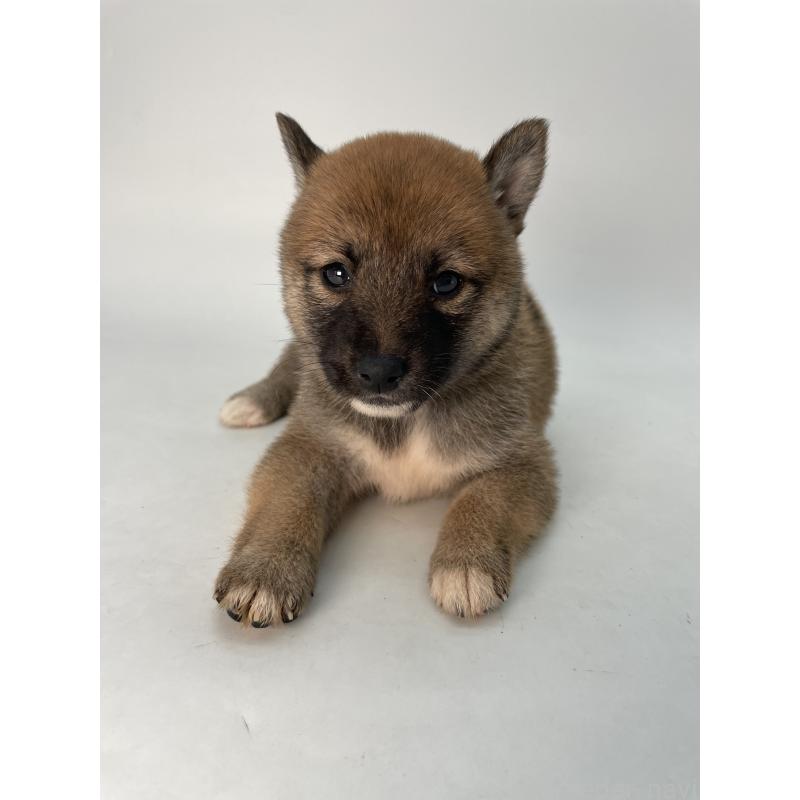 成約済の千葉県の柴犬-426717の6枚目