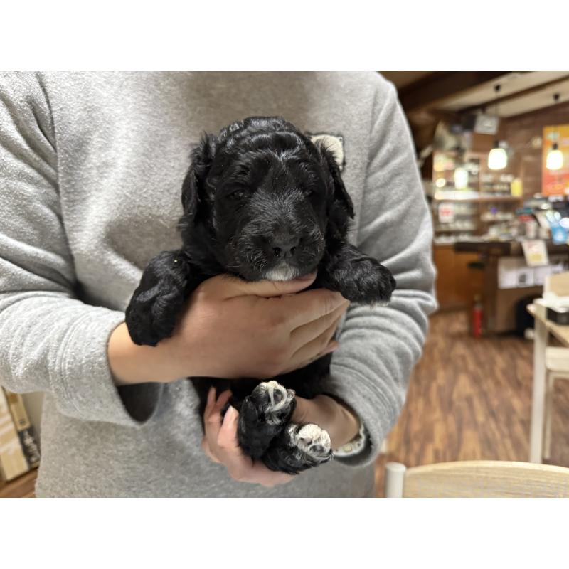 販売中の長野県のボードゥードル:ボーダーコリー×プードル-426710の7枚目