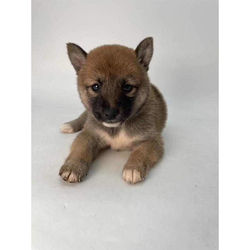 成約済の千葉県の柴犬-426717の5枚目