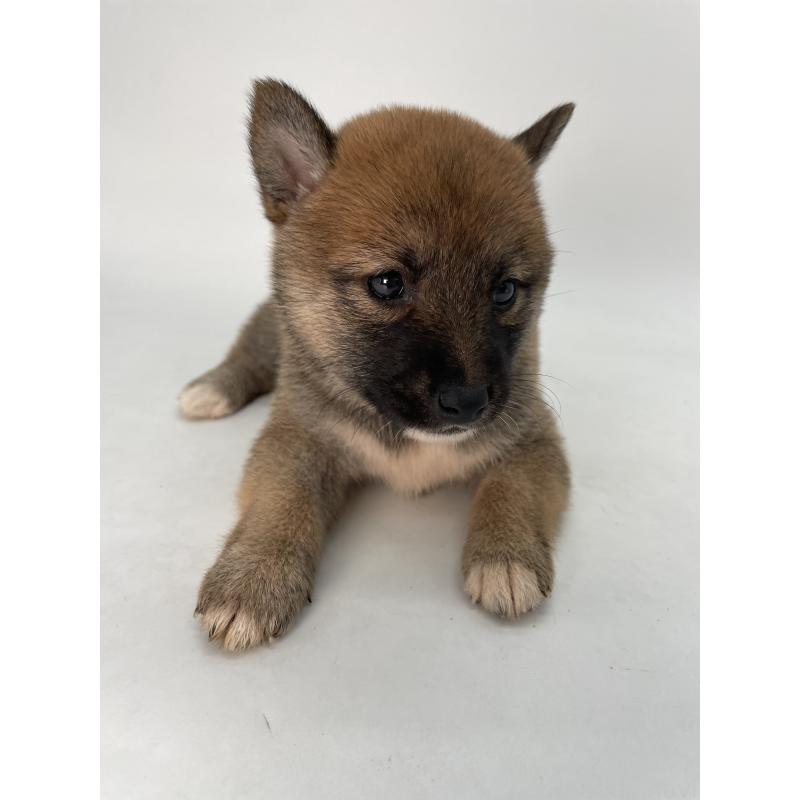 成約済の千葉県の柴犬-426717の4枚目