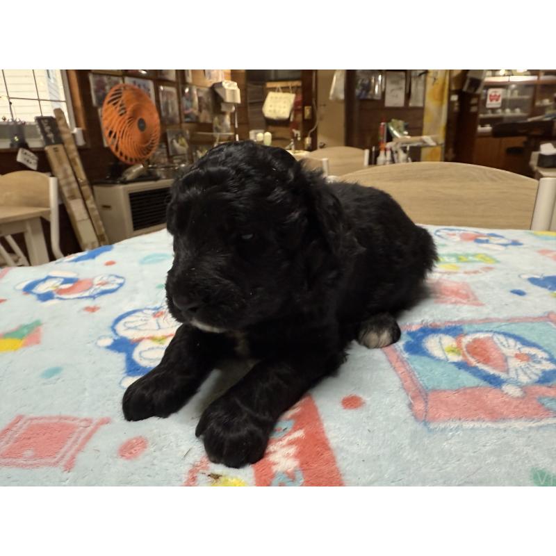 販売中の長野県のボードゥードル:ボーダーコリー×プードル-426710の6枚目