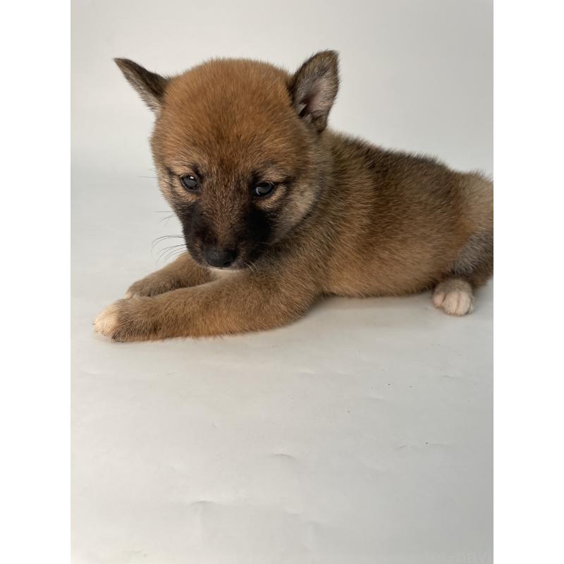 成約済の千葉県の柴犬-426717の3枚目