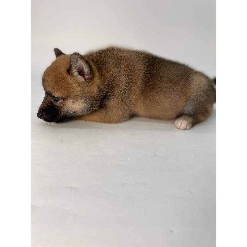 成約済の千葉県の柴犬-426717の2枚目