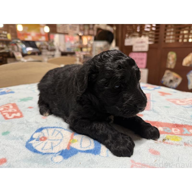 販売中の長野県のボードゥードル:ボーダーコリー×プードル-426710の5枚目