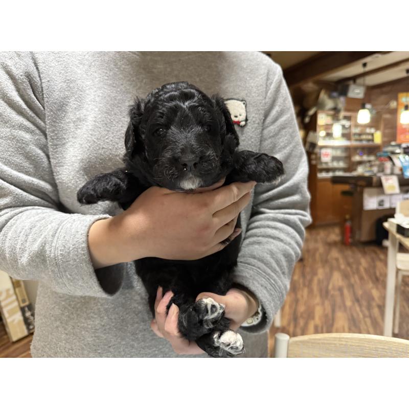 販売中の長野県のボードゥードル:ボーダーコリー×プードル-426710の4枚目