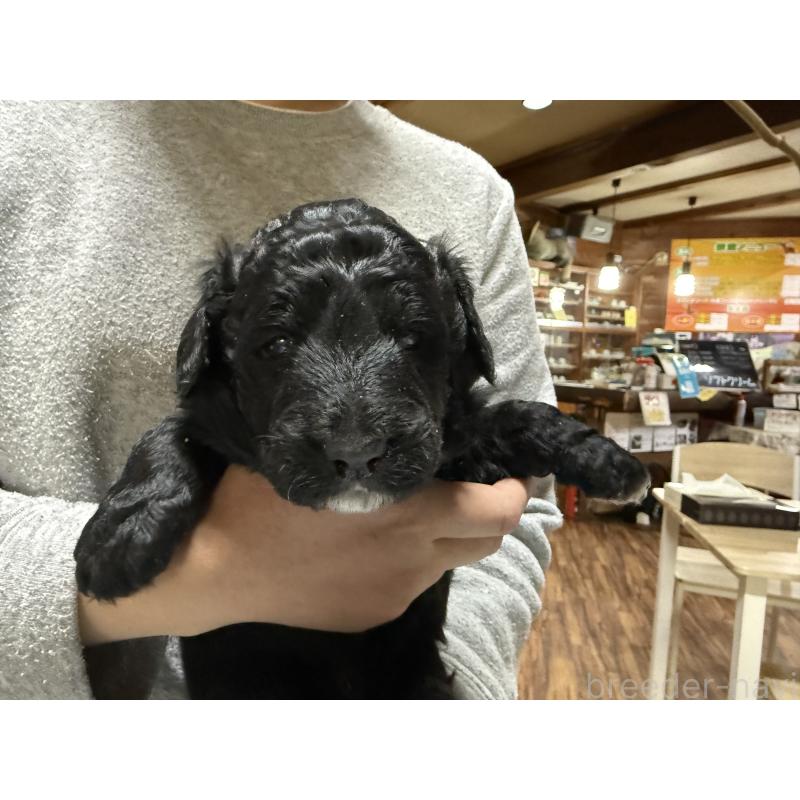 販売中の長野県のボードゥードル:ボーダーコリー×プードル-426710の3枚目