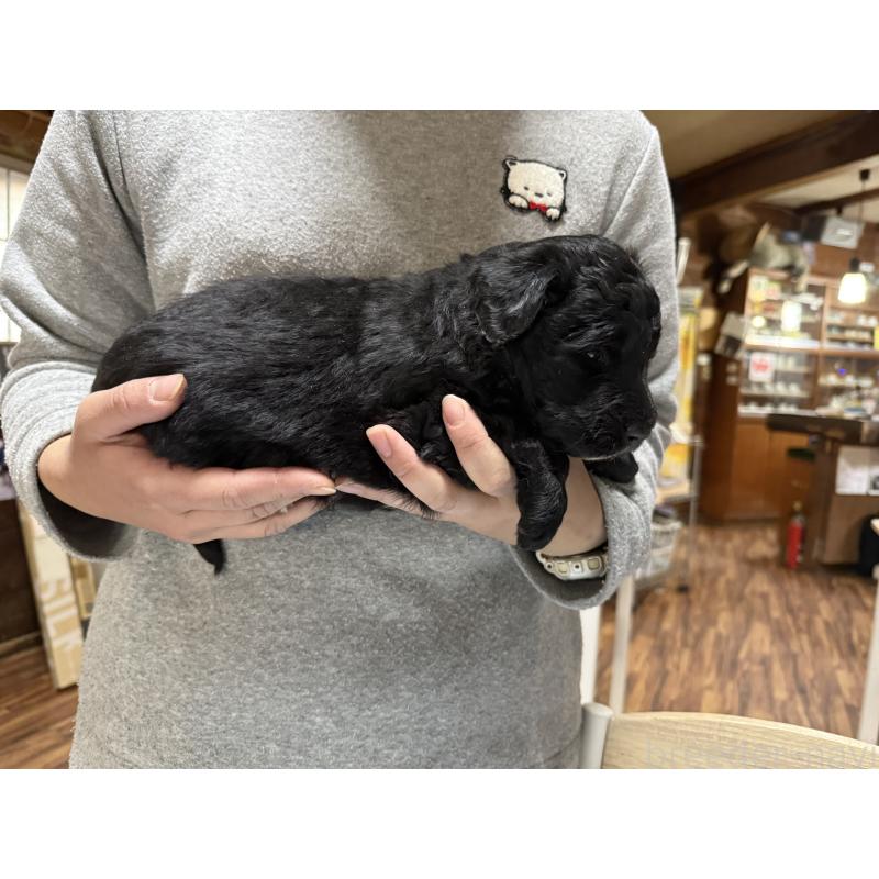 販売中の長野県のボードゥードル:ボーダーコリー×プードル-426710の2枚目