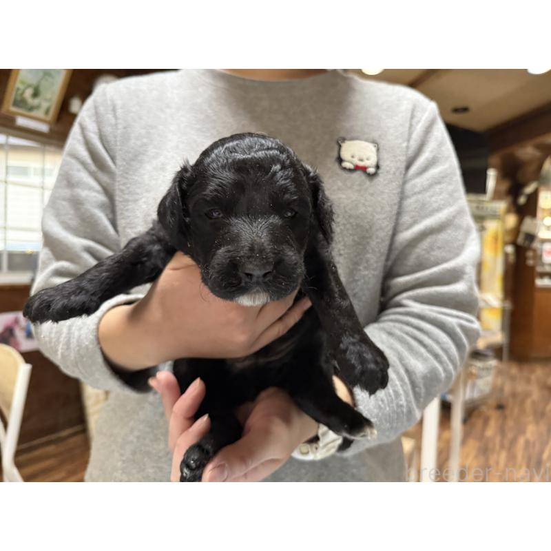 販売中の長野県のボードゥードル:ボーダーコリー×プードル-426713の4枚目