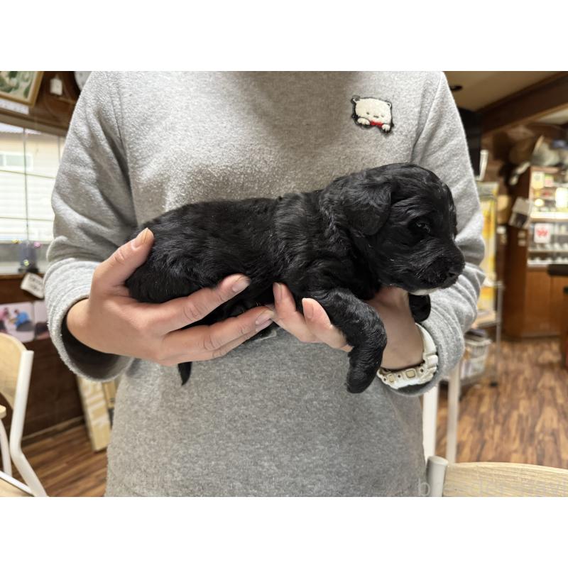 販売中の長野県のボードゥードル:ボーダーコリー×プードル-426713の2枚目